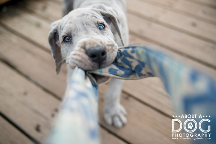 Theo - About A Dog Photography