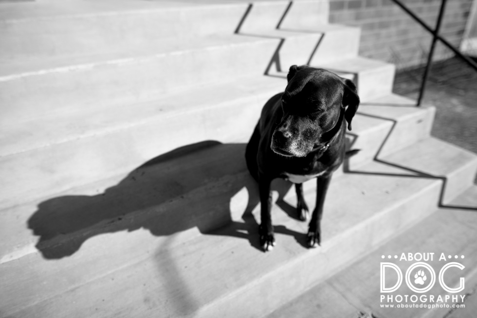 high contrast black and white photography dogs