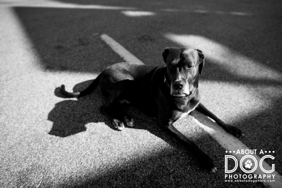 high contrast black and white photography dogs