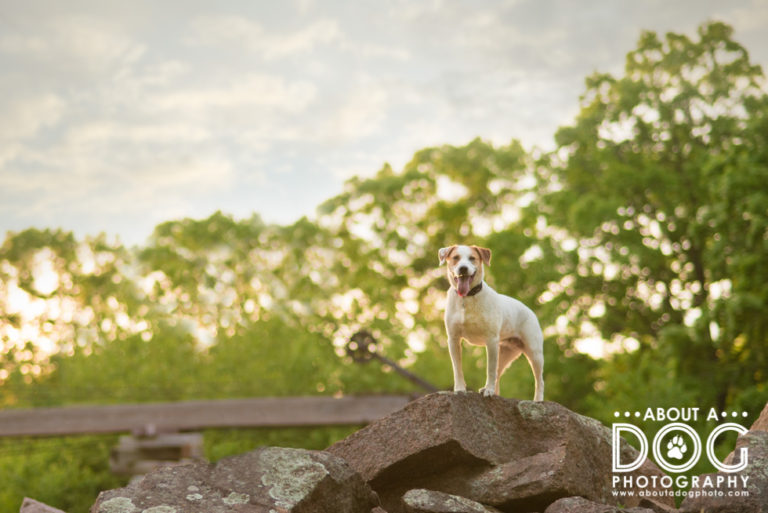 Josie | St. Cloud MN-10