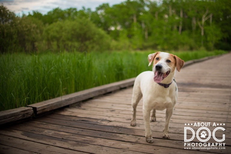 Josie | St. Cloud MN