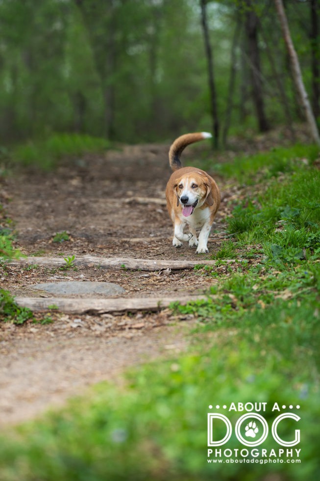 About A Dog Photography Leading Lines 52 Weeks