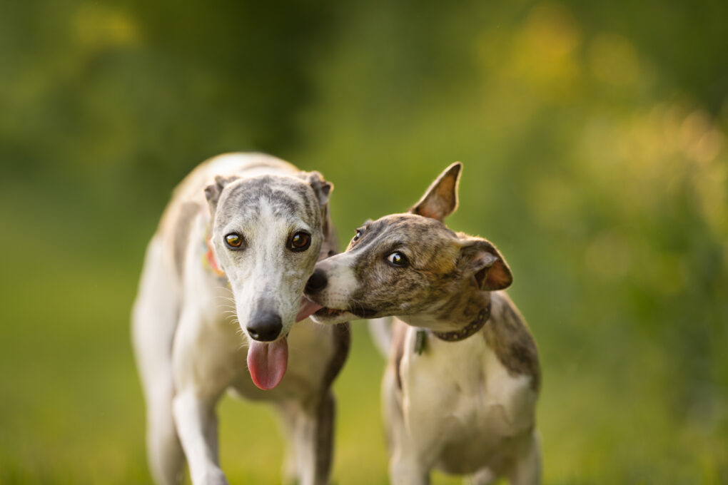 About A Dog Photography | Homeward