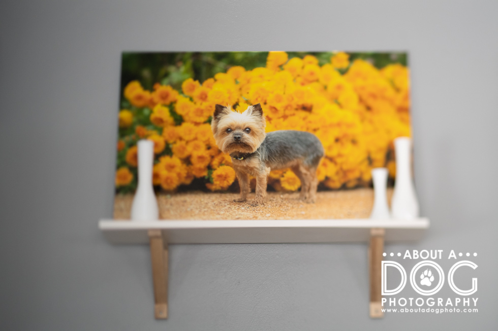 Acrylic Dog Photography Artwork Minnesota
