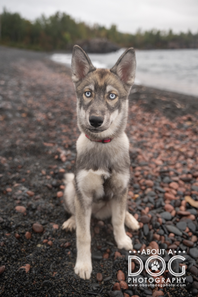 Husky puppy on pastel rocks of the North Shore Minnesota photographed by About A Dog Photography