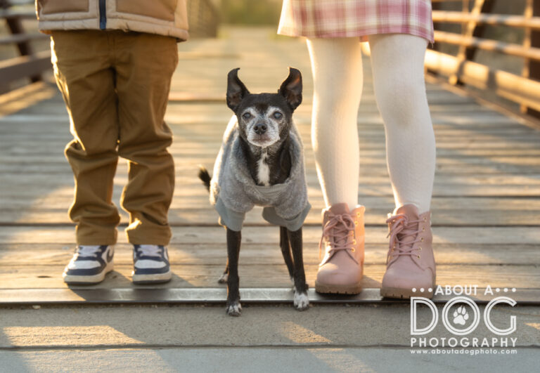 Small dog in golden light between children's legs photographed by About A Dog Photography