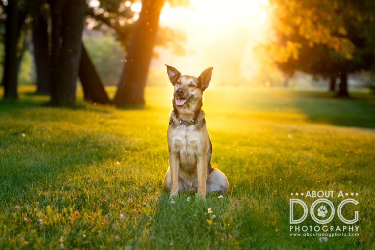 Dog basking in golden light of golden hour summertime photographed by About A Dog Photography