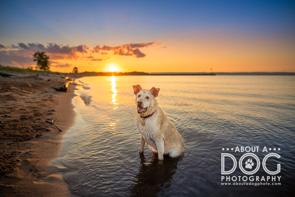 Dog sitting in Lake Superior at sunset photographed by About A Dog Photography