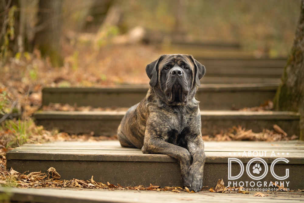 Brindle mastiff lounging on stairs in the woods in southern Minnesota photographed by About A Dog Photography