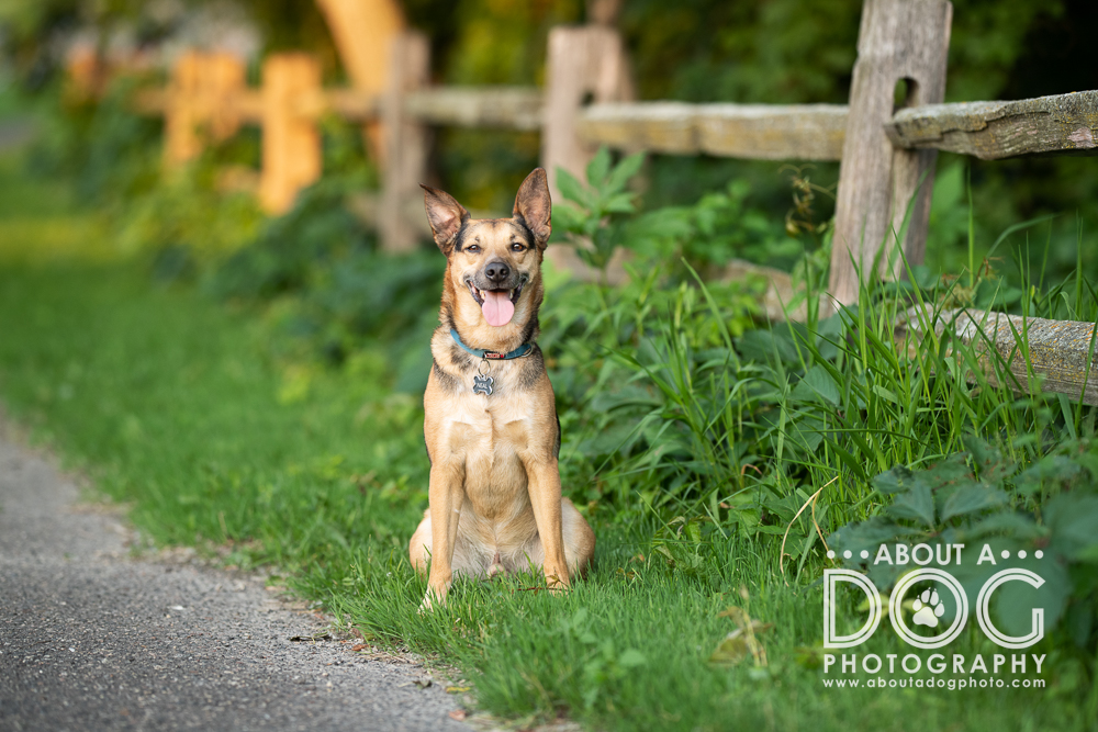 Mixed breed dog sitting next to a wooden fence and grasses in Theodore Wirth Park Minnesota photographed by About A Dog Photography