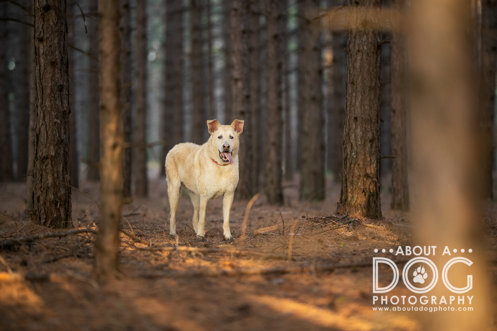 White mixed breed dog in the woods of Superior WI photographed by About A Dog Photography