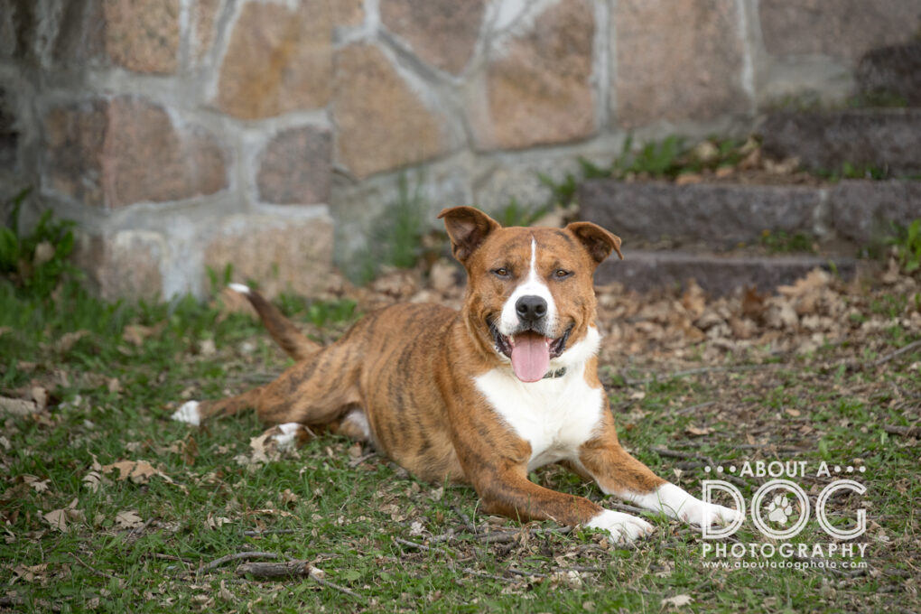 Digital Image Dog Photography Artwork Minnesota