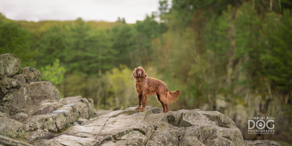 Panoramic dog photography Minnesota