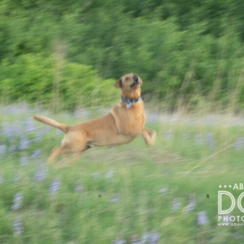 Why Your Action Dog Photos Are Blurry (And How to Fix It)