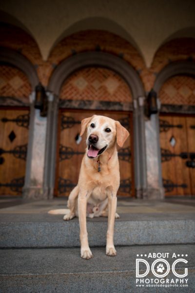 Yellow lab sitting on steps with archway framing above photographed by About A Dog Photography